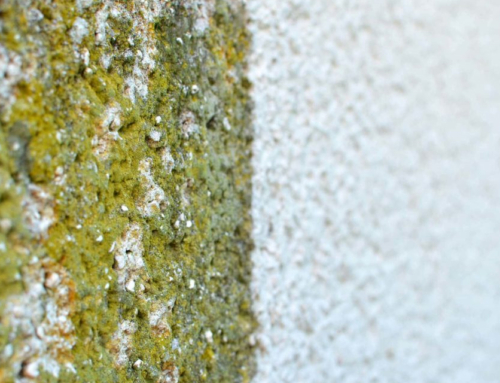 Algen entfernen: Wie Sie Ihre Fassade richtig reinigen