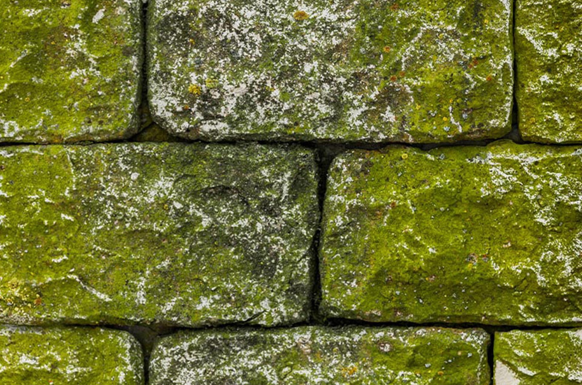 Mauerwerk mit Algenbefall vor der Reinigung von Fassaden Expert.